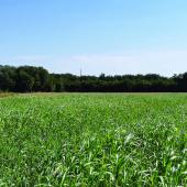 Les bénéfices agro-environnementaux des couverts d'interculture sont multiples, et appréciables dans tous les types d'agriculture. Crédit photo : Terres innovia