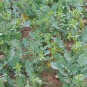 La composition finale en termes de proportion d’espèces d'un couvert varie fortement en fonction des conditions de développement.