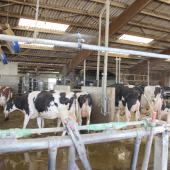 La projection de grosses gouttelettes d'eau sur le dos des vaches, suivie d'un séchage rapide, permet d'abaisser efficacement leur température corporelle. Crédit photo : A.Coronel