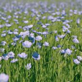 Le lin est une des plus anciennes plantes domestiquées par l'Homme, au néolithique...