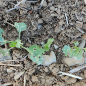 A partir de 4 feuilles, l’intervention est inutile car le colza rentre dans une phase de croissance active. Crédit photo : Terres inovia
