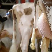 Les animaux contaminés par la dermatose nodulaire restent longtemps contagieux.