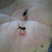 Le nombre de captures de chrysomèles connaît une croissance exponentielle dans la région, ce qui incite à redoubler de vigilance. Crédit photo : Arvalis-Institut du végétal