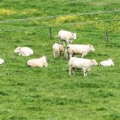 L'usage du drône pour la surveillance du bétail est étudié de près à la Ferme de Jalogny. Crédit photo : Fabien Deschizeaux