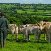L'élevage constitue le socle de la filière viande en Bourgogne Franche-Comté, qui représente aujourd'hui 16 500 emplois dans la région.