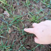 Un bon indicateur de résilience après un épisode de froid est l’émission de nouvelles feuilles vertes.