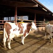 Le Gaec du Bas du Champs est une exploitation de polyculture-élevage de plaine, qui produit du lait et de la viande. Crédit photo : A.Coronel