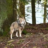 Les représentants syndicaux déplorent l'inaction du préfet face au loup qui sévit depuis plusieurs mois dans le canton de Villersexel. Crédit photo : Jürgen de Pixabay