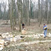 La coopérative forestière intervient le conseil forestier jusqu’à la vente de bois en passant par les opérations de reboisement, d’entretien et d’exploitation forestière. Crédit photo : A.Coronel