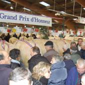Pas moins de 550 animaux de boucherie sont attendus pour l'édition 2023 du festival du boeuf de Charolles. Crédit photo : Marc Labille (EASL)
