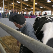 Approcher, toucher et manipuler des bovins pour accomplir des gestes courants d'élevage, tels que la contention ou les soins, ça s'apprend ! 