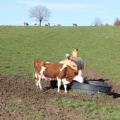En zone réglementée DNC, le pourcentage de bovins vaccinés a dépassé les 85% cette semaine. Crédit photo : AC