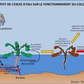 les situations d’hydromorphie importante (hypoxie totale = ennoiement) impactent fortement la photosynthèse. Illustration : Terres innovia
