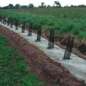 Une haie champêtre récemment plantée, avec des jeunes plants protégés par des gaines biodégradables et un feutre de paillage biodégradable qui limitera la concurrence adventice pendant la phase d’installation.