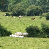 Formation, conseil, appui administratif, organisation de chantiers collectifs… les missions du GIEE Prairies DOR sont variées, comme les paysages de la zone de polyculture-élevage où il déploie ses activités. Crédit photo : A.Coronel