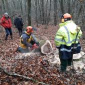  Les travaux présentés le 28 janvier portent sur la valorisation des chênes de qualité secondaire, très fréquents dans les forêts du Clunisois et de Bourgogne. Crédit photo : Frédéric Renaud (EASL)