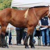 Le syndicat des éleveurs de chevaux de trait participe à de nombreuses manifestations tout au long de l'année.