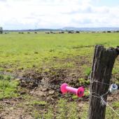 Pour les enclos de vaches laitières, la  clôture doit mesurer entre 0,85 m et  1,05 m de hauteur et comporter 1 à  2 fils. Pour les bovins allaitants, il  faut prévoir 2 à 3 fils. Photo : H.Flamant