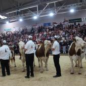 Dans le contexte d'incertitude sanitaire actuel, les rassemblements d'animaux tels que les concours sont compromis. Crédit photo : AC