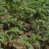 Comme les autres cultures à cycle court, le chanvre nécessite une implantation soignée. Crédit photo : Terres inovia