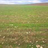 Dans les intercultures, les ray-grass et les vulpins ont levé à la faveur d’une météo arrosée et chaude : c’est une bonne occasion pour les détruire avant d’implanter les céréales. Crédit photo : Emeric Courbet/CA70