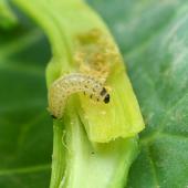 En cas de risque agronomique identifié, le seuil d’intervention est de 3 larves de grosses altises par pied. Photo : L. Jung/Terres inovia