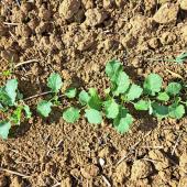 Au démarrage, le colza est sensible aux carences en phosphore, qui pénalisent sa croissance. Crédit photo : Emeric Courbet (CA70)