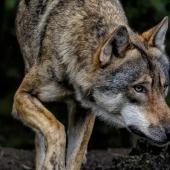 Au cours des dernières semaines, plusieurs attaques de loup ont été répertoriées dans le Haut-Doubs. Celle-ci dans le secteur de Grammont est inédite en termes de gabarit des bovins pris pour cible.