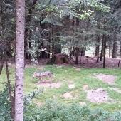 Les risques d'attaques de loup sur les troupeaux inquiètent les éleveurs haut-saônois. Crédit photo : AC