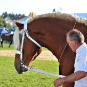 Le concours national du cheval de trait comtois a lieu aujourd'hui et demain à Maîche. crédit photo : Mathilde Aili