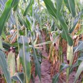 La chaleur de ce début septembre accélère l’élévation des teneurs en matière sèche des maïs. Crédit photo : Emeric Courbet