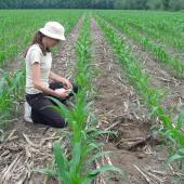 Ray-grass dans le maïs : les graminées à levée précoce ou indifférenciée tels que pâturins, ray-grass, vulpin… sont de plus en plus au gré des changements climatiques et de la généralisation des résistances de ces espèces aux herbicides.
