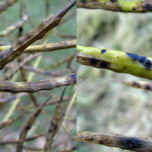 à gauche mycosphaerella​​​​​​​  à droite : alternaria (photos l.jung-Terres Inovia)