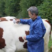 Quand la contention est au point, quelques secondes suffisent pour réaliser la vaccination de chaque animal. Crédit photo : Sébastien Closa/JAR