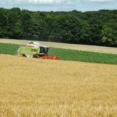 En Franche-Comté, les moissons des orges d’hiver ont commencé dans de très bonnes conditions météo, chaudes et sèches, mais avec des nuits relativement fraîches.