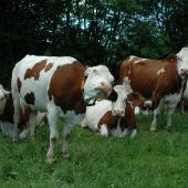a conduite du troupeau est aussi facteur de résilience face aux bioagresseurs que sont les mouches : ration équilibrée, eau de qualité, couchage propre et confortable… sont autant d’éléments favorables. Crédit photo : AC