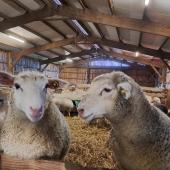 Les mâles sont particulièrement sujets aux gras colorés. CP : CIIRPO