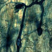 Dans de nombreuses études scientifiques, le rôle de Rhizophagus irregularis a été mis en évidence pour augmenter l’absorption du phosphore chez de nombreuses plantes, tout en améliorant l’agrégation du sol grâce à ses hyphes.