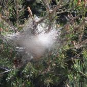 Un nid de chenilles processionnaires. Crédit photo : Marianne Casmance