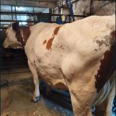 Nodules mimant la maladie qui peuvent disparaître au bout de quelques jours. Contacter son vétérinaire. (Crédit GTV Aura)