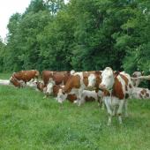 Haies et bosquets fournissent des ombrages naturels appréciés des animaux. Crédit photo : A.Coronel