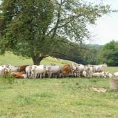 Loin des clichés véhiculés par les détracteurs de l’élevage, des paysages naturels entretenus et préservés. Crédit photo : A.Coronel