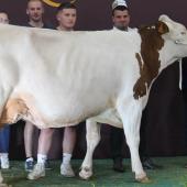 C’est LA grande championne, prix Bruno Lambert : Onholiday (Golestan sur Fuzzy), appartenant au Gaec des Saveurs Fournet à Blancheroche dans le Doubs.