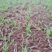 Levée de vulpins dans une orge. Crédit photo : Emeric Courbet