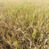 Juin 2021 : orge de printemps PLANET semée fin octobre, qui a passé l’hiver sans rencontrer de problèmes de gel. Crédit photo : E.Courbet