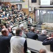 Eleveurs et marchés sont dans l'expectative. Le 22 octobre, normalement, plus de 1300 animaux auraient dû être proposés à la vente à Moulins-Engilbert. (Photo d'archive)
