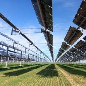 Le pilotage géoclimatique des installations agrivoltaïques est une piste de recherche pour optimiser la performance des cultures sous panneaux. Crédit photo : Berty Robert