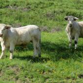 Le marché des broutards français devrait se stabiliser d'ici la fin novembre. Crédit photo : Berty Robert