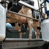 La décision de Lactalis préoccupe les producteurs laitiers au-delà des bassins de collecte directement concernés. (crédit Zmeel)