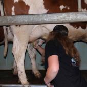 La santé des mamelles reste un enjeu économique déterminant. Crédit photo : A.Coronel